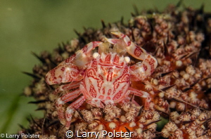 Micro crabs everywhere by Larry Polster 